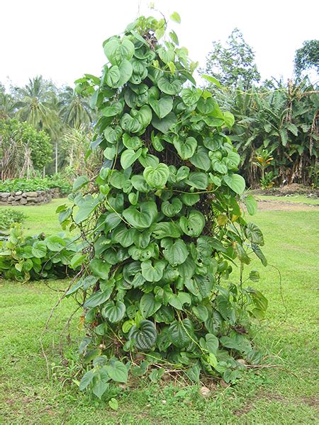 national tropical botanical garden dioscorea bulbifera plant detail