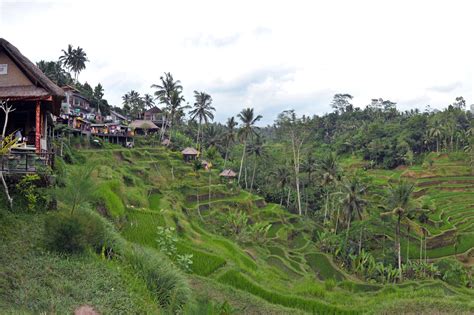 Tegallalang Rice Terraces In Bali Popular And Scenic Attraction In