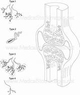 Synovial Receptors Junction sketch template