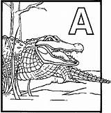 Coloring Alligator Pages Florida Printable Gators Gator Sheets Library Clipart Alligators Future Back These Useful Hope Found Sheet Gif Popular sketch template