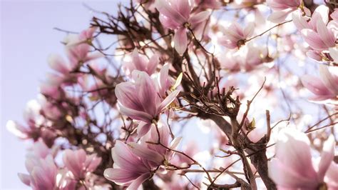 blossom branch pink magnolia flowers hd magnolia