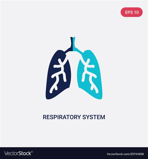 Two Color Respiratory System Icon From Human Body Vector Image