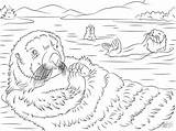 Otter Otters Kleurplaat Morskie Wydry Coloringbay Supercoloring Urocze Wydra Lontra Designlooter Kolorowanka Drukuj Voorbeeldsjabloon Onlinecoloringpages sketch template
