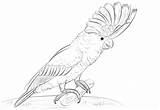 Cockatoo Coloring Crested Sulphur Pages Printable Galah Designlooter Cockatoos Drawings 333px 29kb Categories sketch template