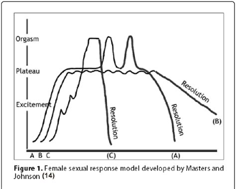 the four phases of human sex response cycle download scientific diagram