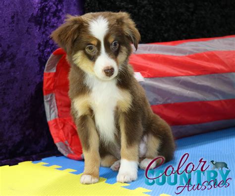tryke red tri male color country aussies