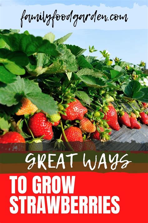 grow strawberries  containers  family food garden