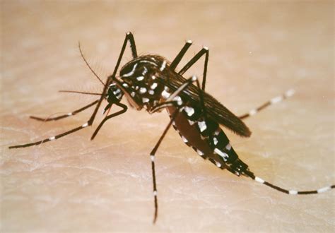 aggressive  human loving aedes aegypti mosquito spreading zika   diseases