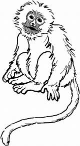 Hewan Monkeys Monyet Mewarnai Rainforest Karikatur Bestcoloringpagesforkids Marimewarnai Drawings Darat Paud Tk Designlooter Coloringme sketch template