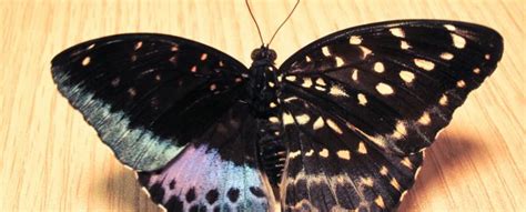 unusual butterfly sports multi sex wings sciencealert