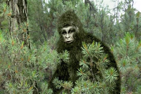 bizarre true story  bigfoot americas missing ape journal news