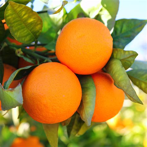 orange citrus  sinensis  osbeck citrus cedarome