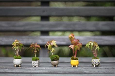 imgur the most awesome images on the internet bonsai pots bonsai garden bonsai plants