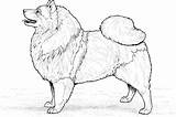 Coloring Chow Pages Dog Keeshond Drawing Printable Breed Drawings Gif sketch template