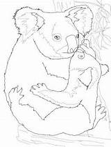 Koala Coloring Baby Pages Mother Hugging Its Koalas Supercoloring Printable Animal Drawing Super Colorings Cartoon Printables Kids sketch template