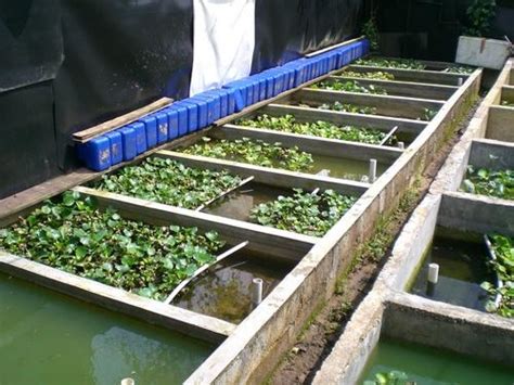 fighting strains betta farm singapore