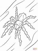 Tarantula Coloring Pages Chilean Rose Drawing Ausmalbilder Vogelspinnen Spider Ausmalbild Vogelspinne Zum Drawings sketch template