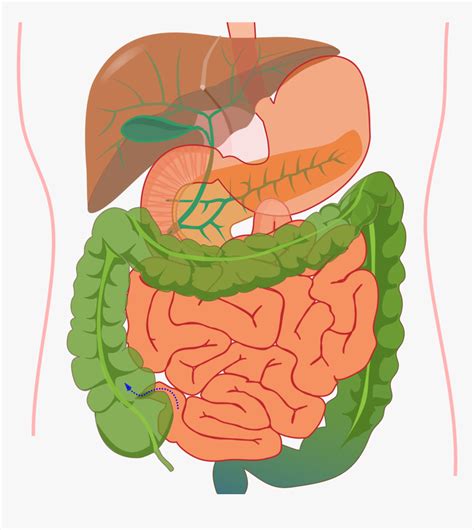 digestive system  labels clip art