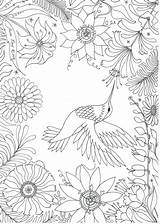 Hummingbird Clare Jenne sketch template