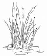 Cattail Reed sketch template