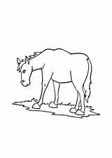Wiese Ausmalbilder Pferde Pferd Tiere sketch template