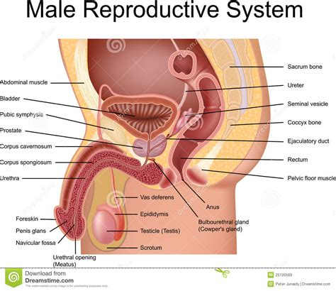 Male Reproductive System Stock Vector Image Of Membrane