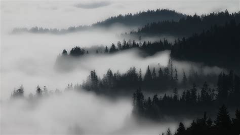 nebel im wald foto bild landschaft wald nebel bilder auf