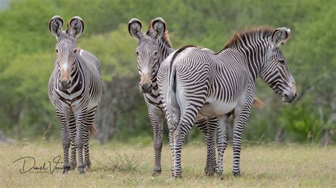 grevy group wildlife partners llcwildlife partners llc