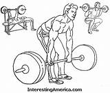 Weightlifting Drawing Lifting Weight Getdrawings sketch template