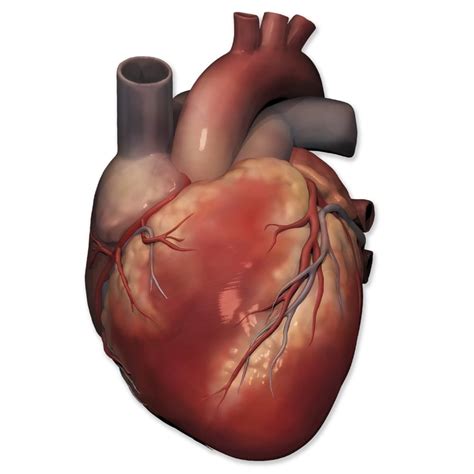 anatomical heart printable printable word searches