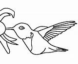 Coloring Rufous Hummingbird Bird sketch template