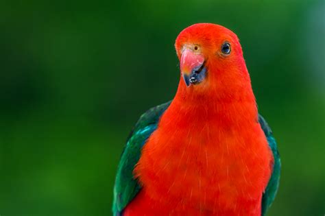 discover   parrots  australia latest nec