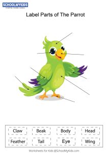 label parts   parrot worksheet  kindergartenfirstsecond grade
