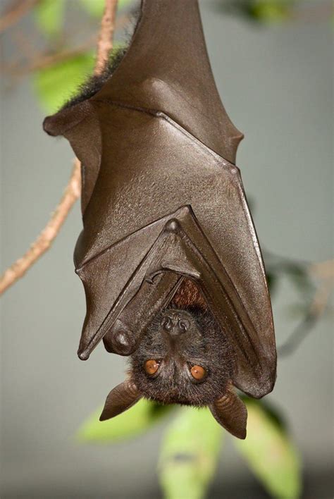 bat reminds      darkness   resources
