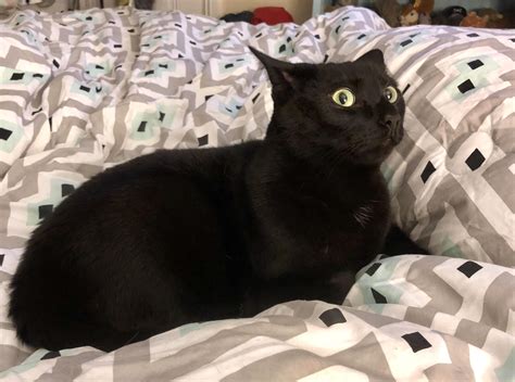 meet    panther binx   startled    time