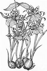 Orchidaceae Byricardomarcenaroi Artigo Botanica sketch template