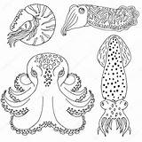 Cefalopodi Cephalopods Disegnati Libro Mano sketch template