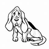 Hound Basset Draw Bloodhound Getdrawings Pitbull Clipartmag sketch template