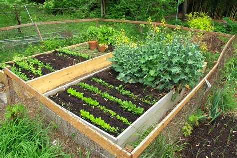 work  gardening veggie bed update