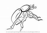 Beetle Dung Draw Drawing Step Beetles Tutorials Drawingtutorials101 sketch template