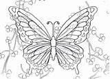 Butterfly Rainbow Coloring 57kb 1024 sketch template
