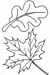 Coloring Leaf Fall Maple Oak Autumn Leaves Pages Drawing Template Color Printable Kids Print sketch template