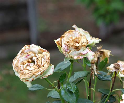 potential rose pests  problems