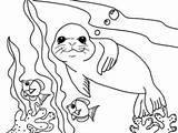 Coloring Sea Lion Printable Pages Designlooter Print 225px 47kb Popular sketch template