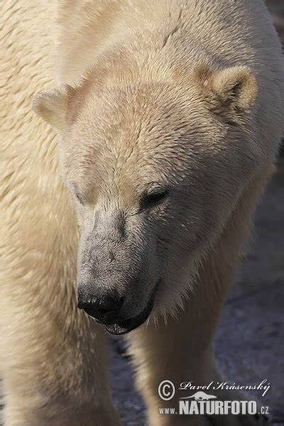 polar bear xxx porn pic