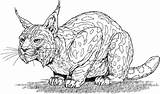Lynx Lince Luchs Bobcat Rossa Ausmalbild Kolorowanki Rysie Iberico Felini Pardina Ryś Lodjur Kolorowanka Iberischer Espanhol Roux Printmania sketch template