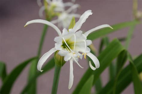 hymenocallis liriosme western marsh spider lily