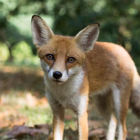 cute pictures  red foxes