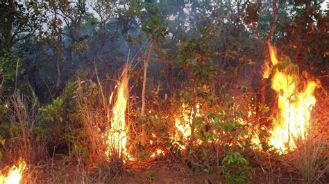 sharp rise  wildfires   brazilian amazon     years