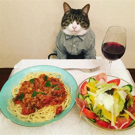 cosplaying cat chef dines with his mom every night in different outfit bored panda